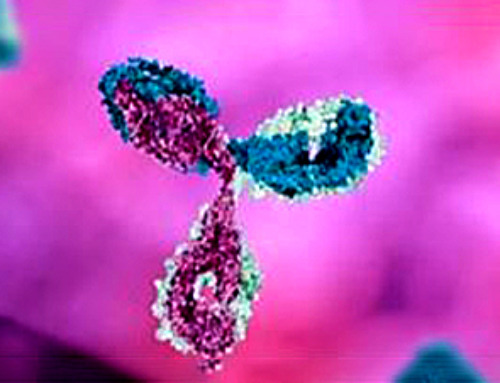 Antibody engineering drives innovation in drug development