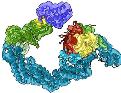 Targeting ‘undruggable’ diseases: Researchers reveal new levels of detail in targeted protein degradation