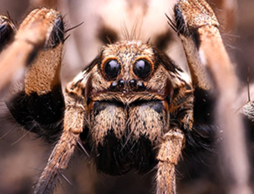 Bioeconomic Potential: Scientists Just Found 140 Reasons to Love Spider Venom