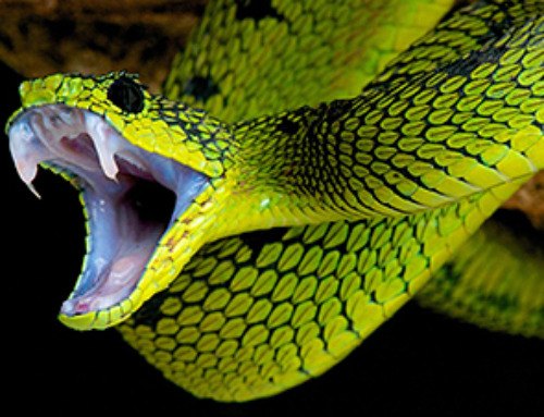 AI-Designed Proteins – Unlike Any Found in Nature – Revolutionize Snakebite Treatment