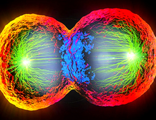 Scientists Just Captured the Stunning Process That Shapes Chromosomes